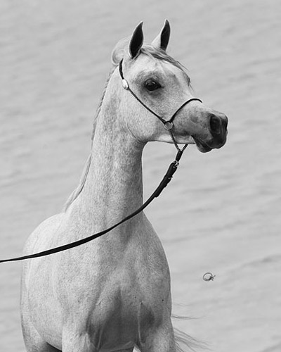Laheeb Al Nasser ( Al Adeed Al Shaqab x Bint Saida Al Nasser )